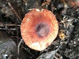 Plancia ëd Lepiota haemorrhagica Cleland 1931