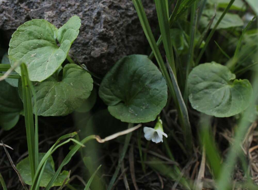 Image of white violet