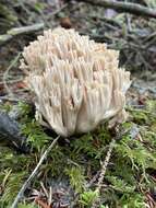 Image de Ramaria acrisiccescens Marr & D. E. Stuntz 1974