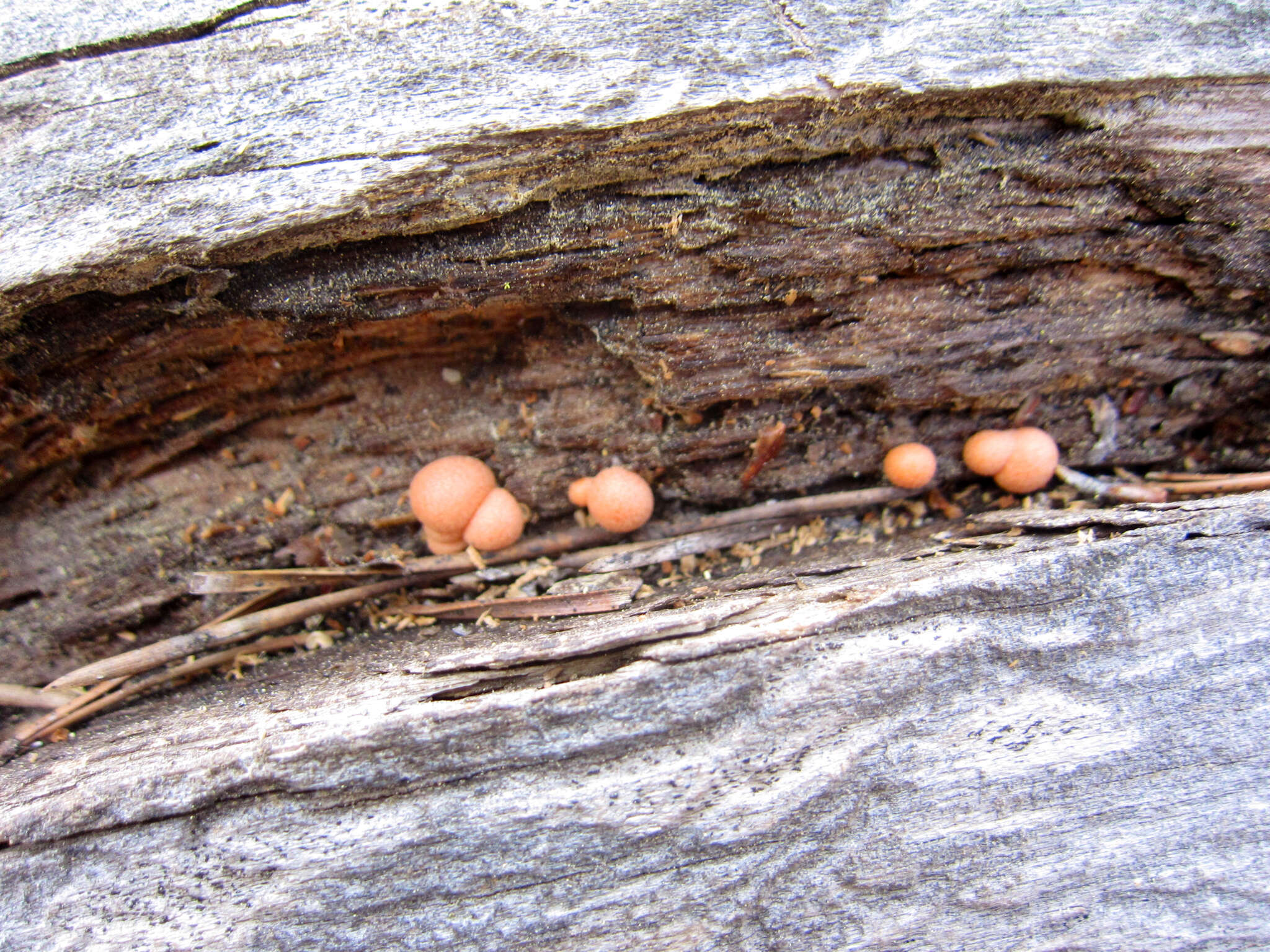 Image of Lycogala epidendrum