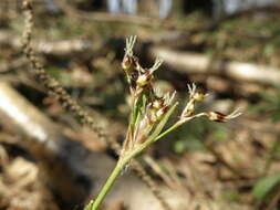 Luzula pilosa (L.) Willd. resmi