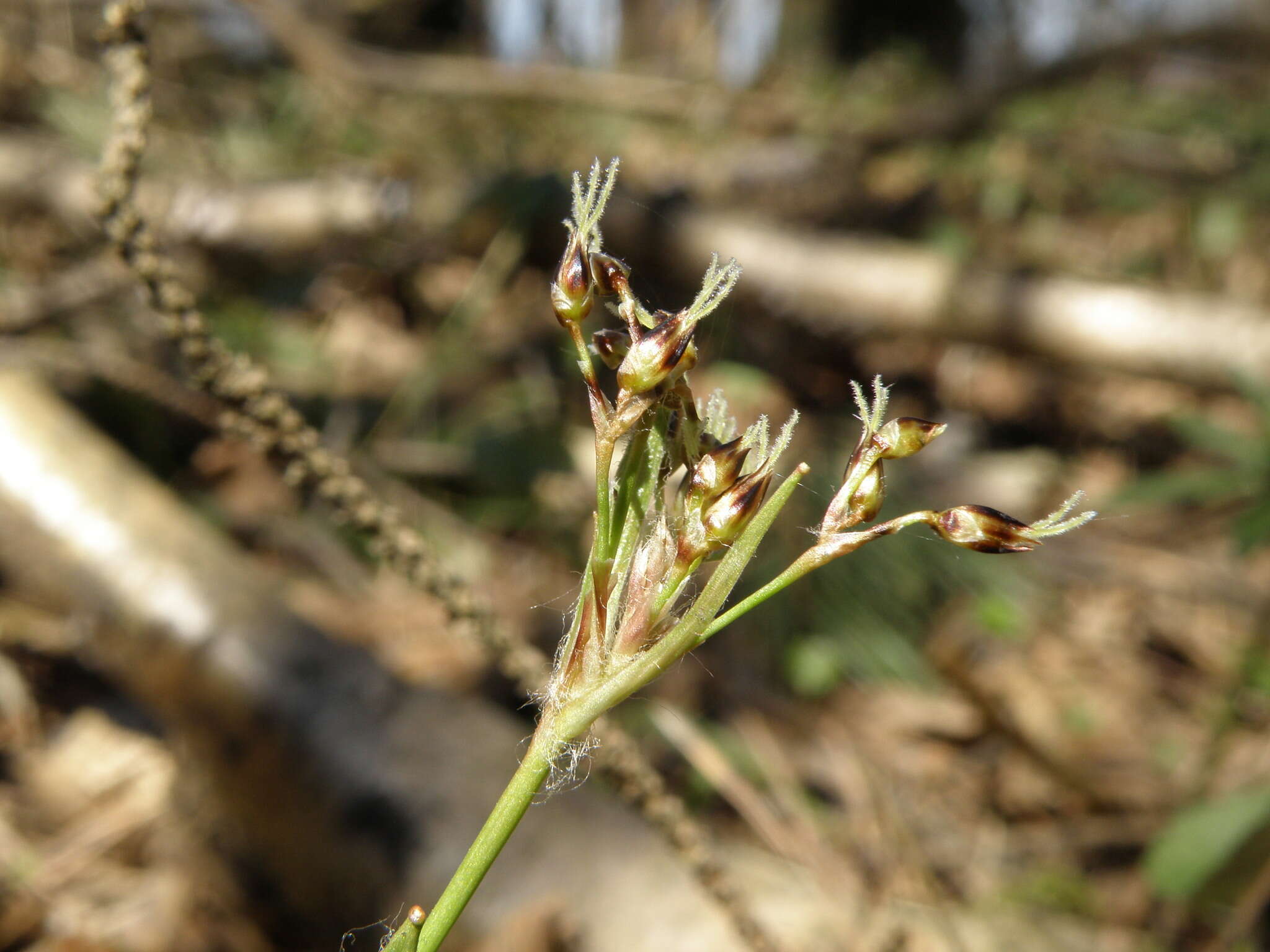 Imagem de Luzula pilosa (L.) Willd.