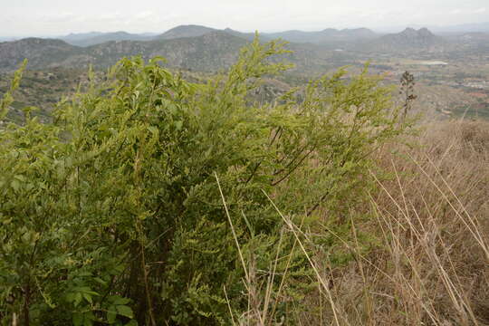 Image of Osyris lanceolata Hochst. & Steud.