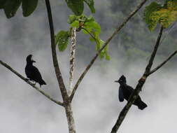 Image of umbrellabird