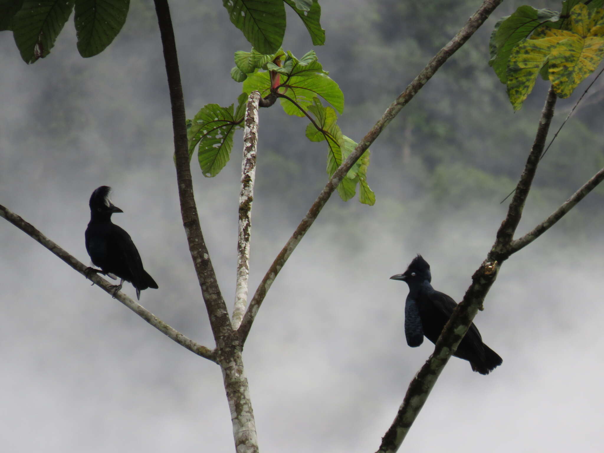 Image of umbrellabird