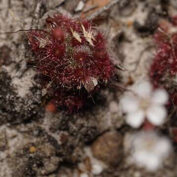 Image of Drosera australis