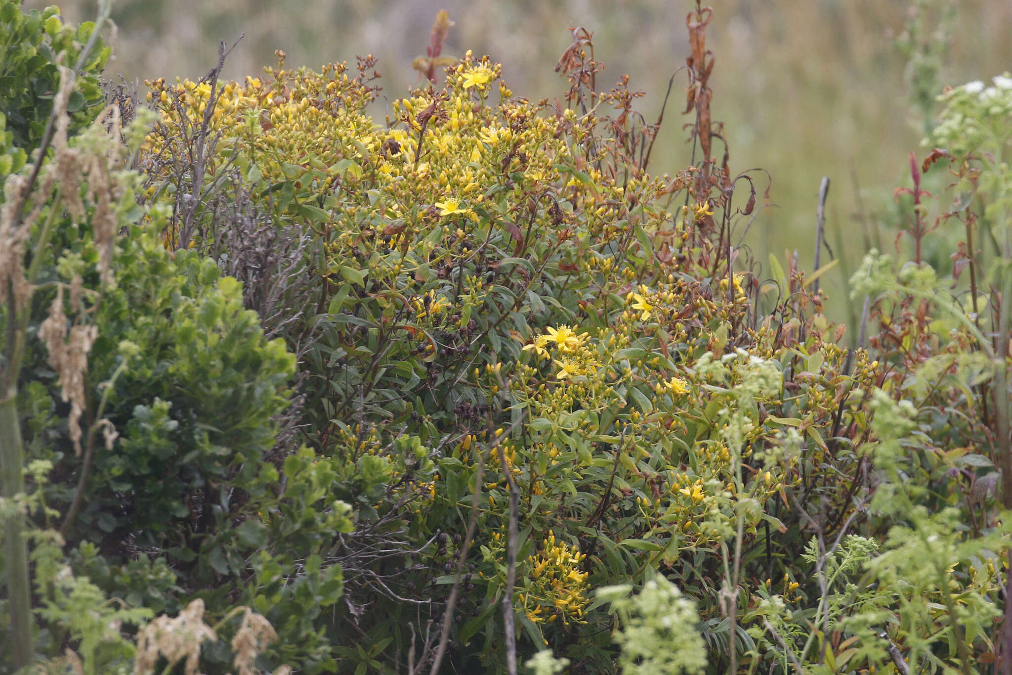 Imagem de Hypericum canariense L.