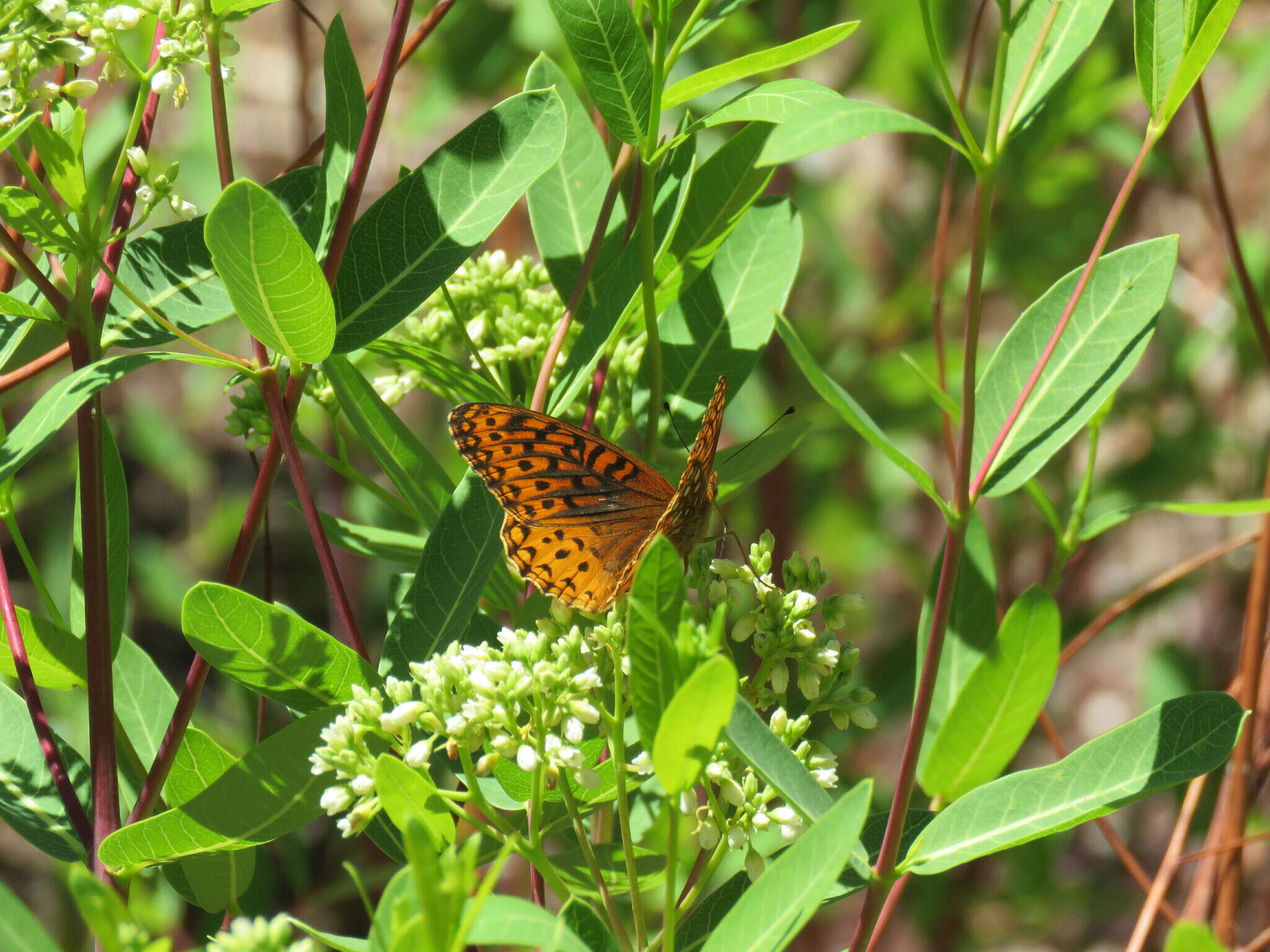 Image of Speyeria hesperis dorothea Moeck 1947