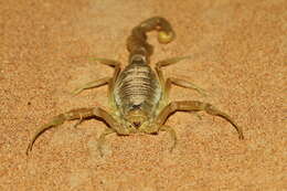 Image of Scorpion