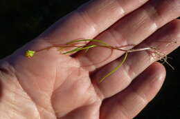 Image of Cotula filifolia Thunb.