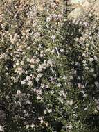 Image of dwarf ceanothus