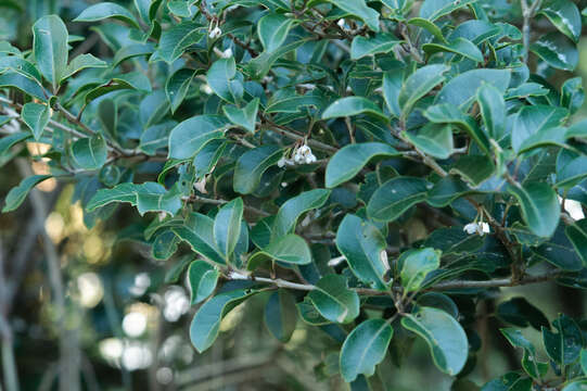 Image of holly osmanthus