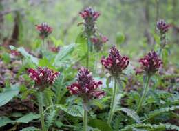 Image of Purple-Flower Lousewort