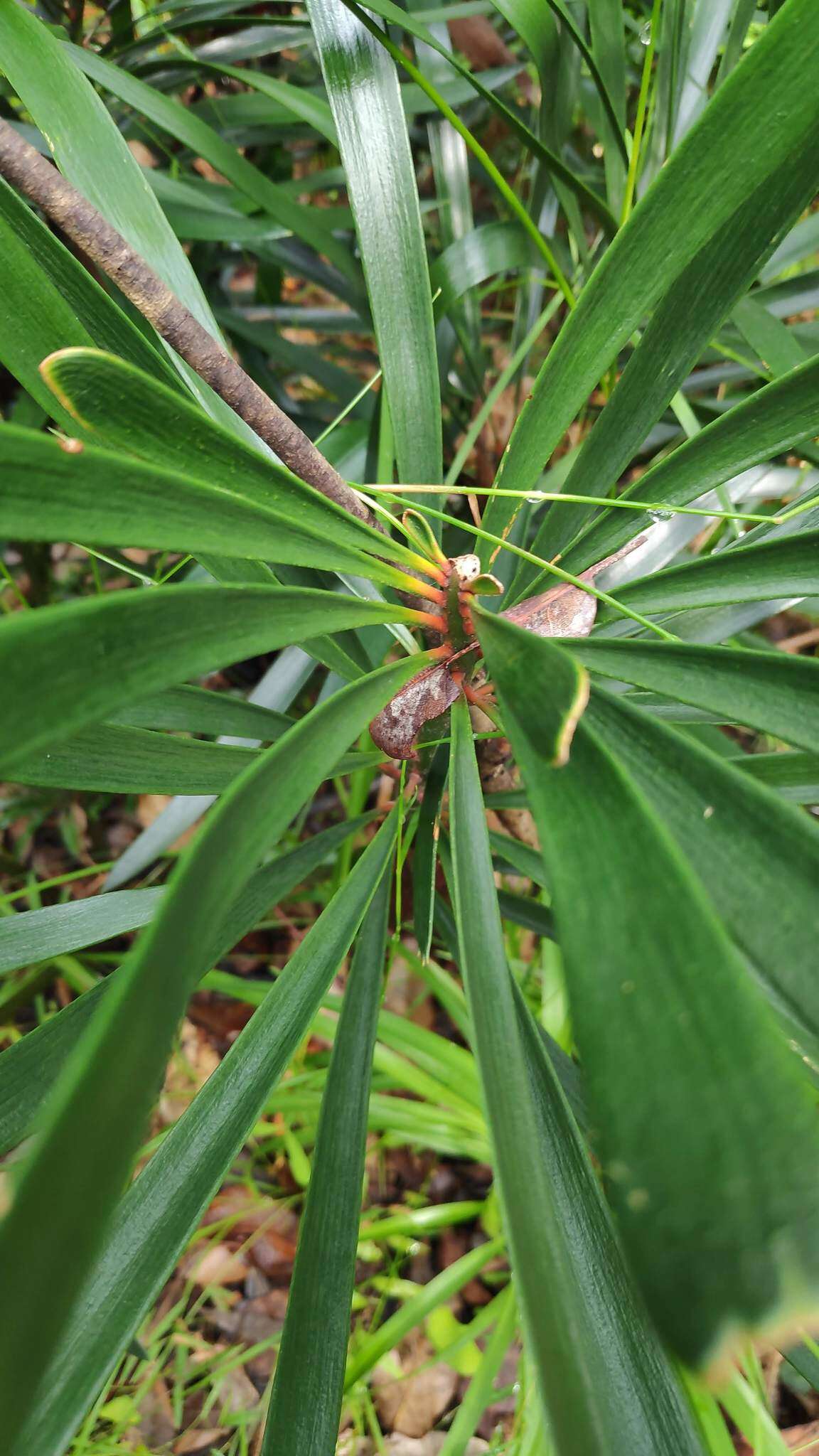 Image of Macrozamia fawcettii C. Moore