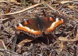 Image of Milbert's Tortoiseshell