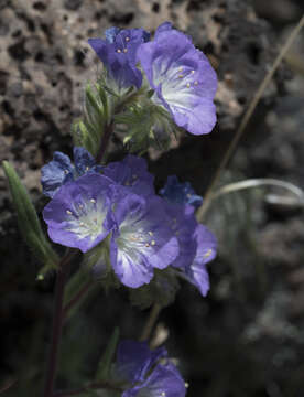 Image of threadleaf phacelia