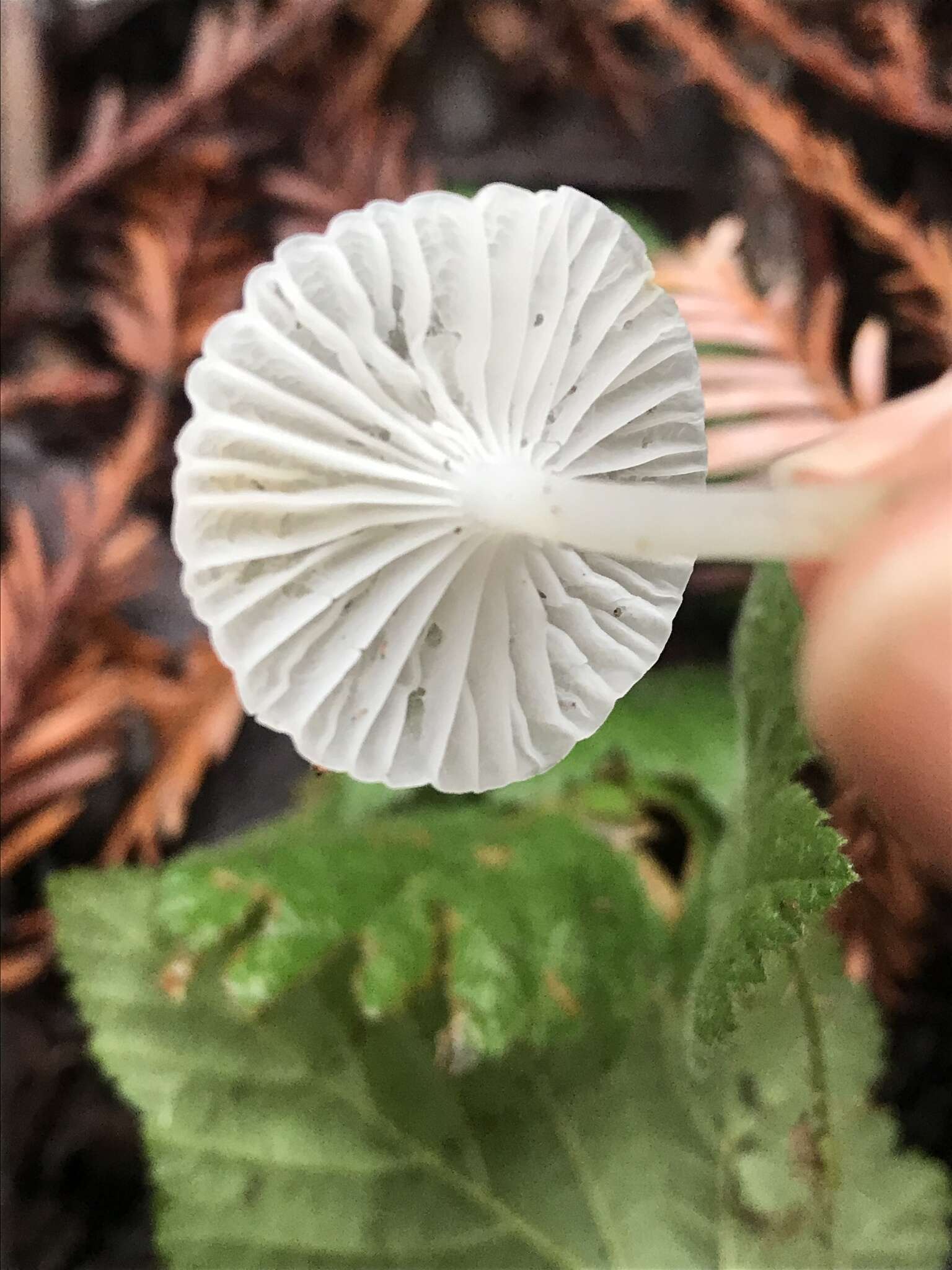 Image of Marasmius calhouniae Singer 1989