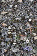 Image of stemless dwarf lupine