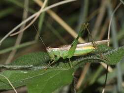 Orchelimum (Metarhoptrum) unispina (Saussure & Pictet 1898)的圖片