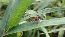 Image of Conocephalus (Anisoptera) melaenus (Haan 1843)