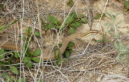 Слика од Psammophis lineolatus (Brandt 1838)