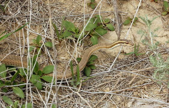 Image of Psammophis lineolatus (Brandt 1838)