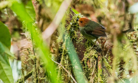 Pseudotriccus ruficeps (Lafresnaye 1843)的圖片