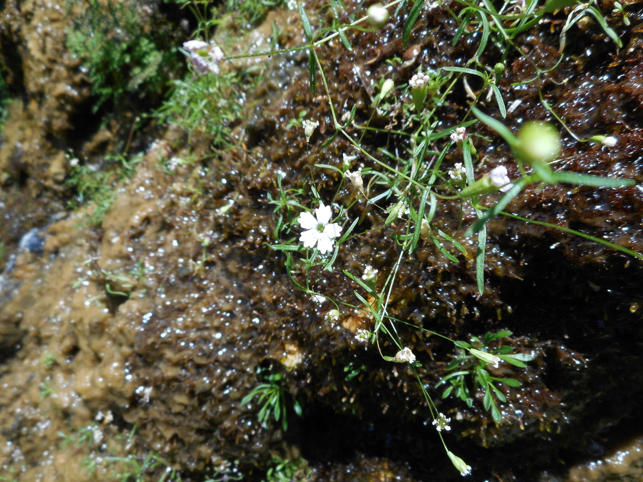 Image de Heliosperma pusillum (Waldst. & Kit.) Rchb.