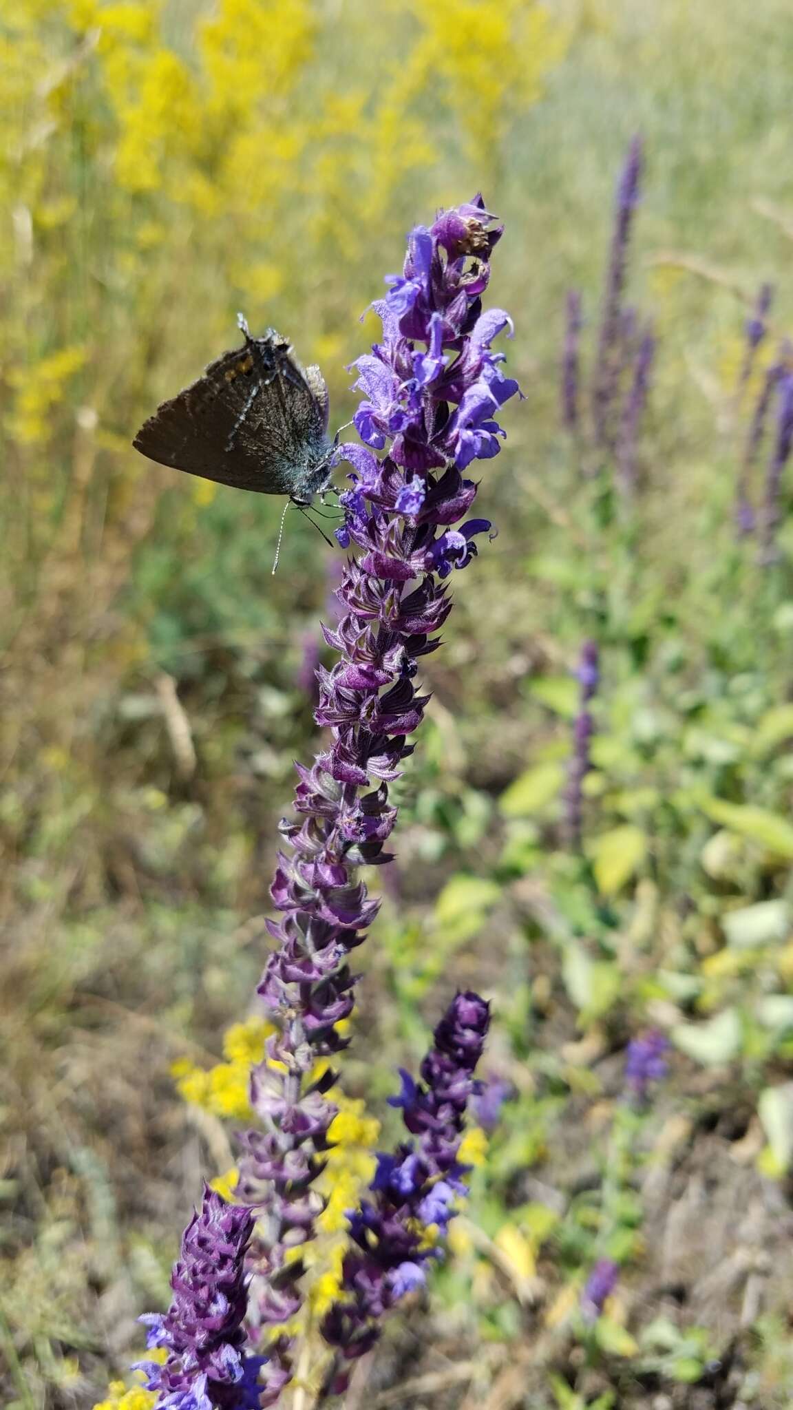 Imagem de Salvia nemorosa L.