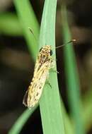 Image of Bush Hopper