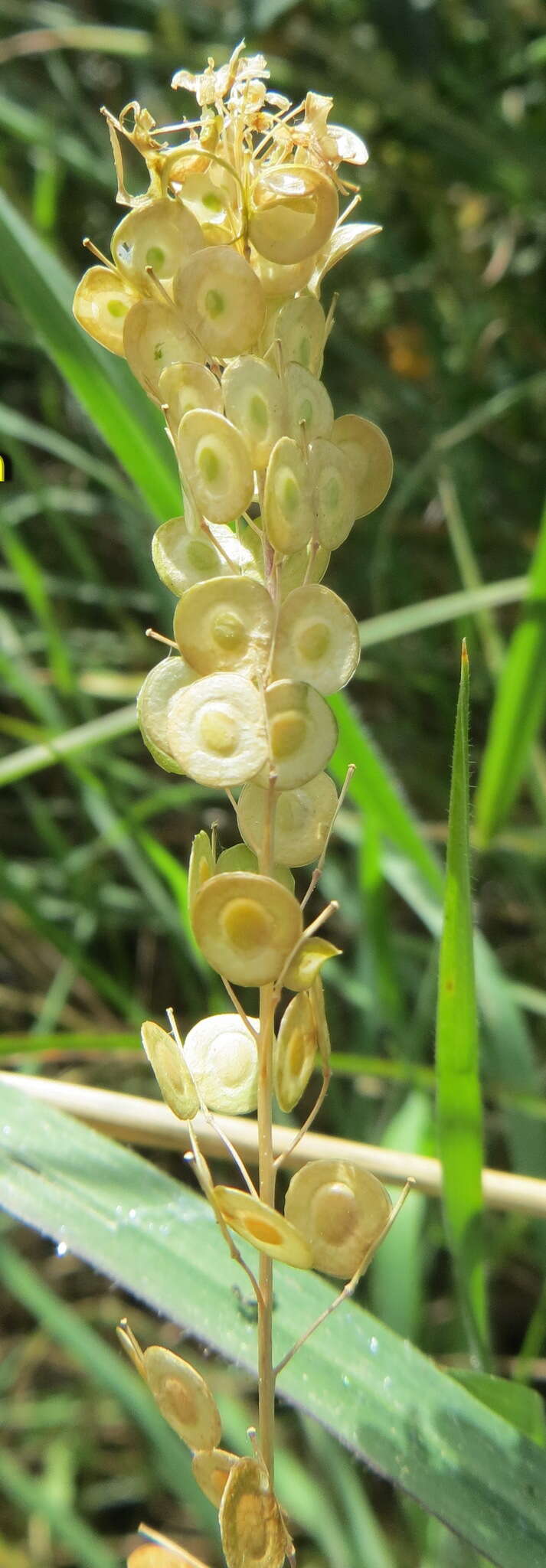 Слика од Biscutella didyma L.