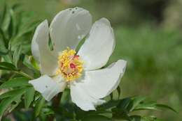 Image of Paeonia clusii E. C. Stern