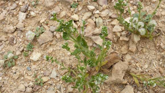 Plagiobothrys glomeratus A. Gray resmi