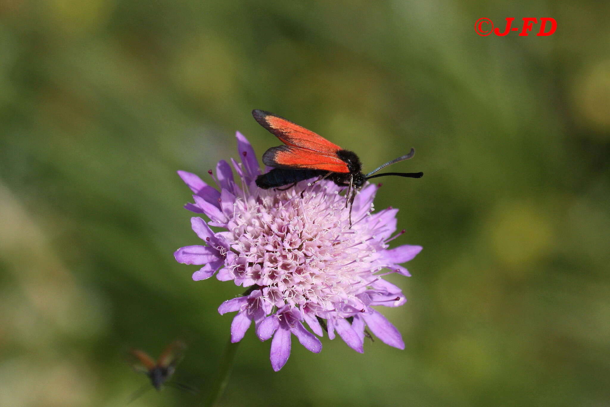 Image of Zygaena rubicundus