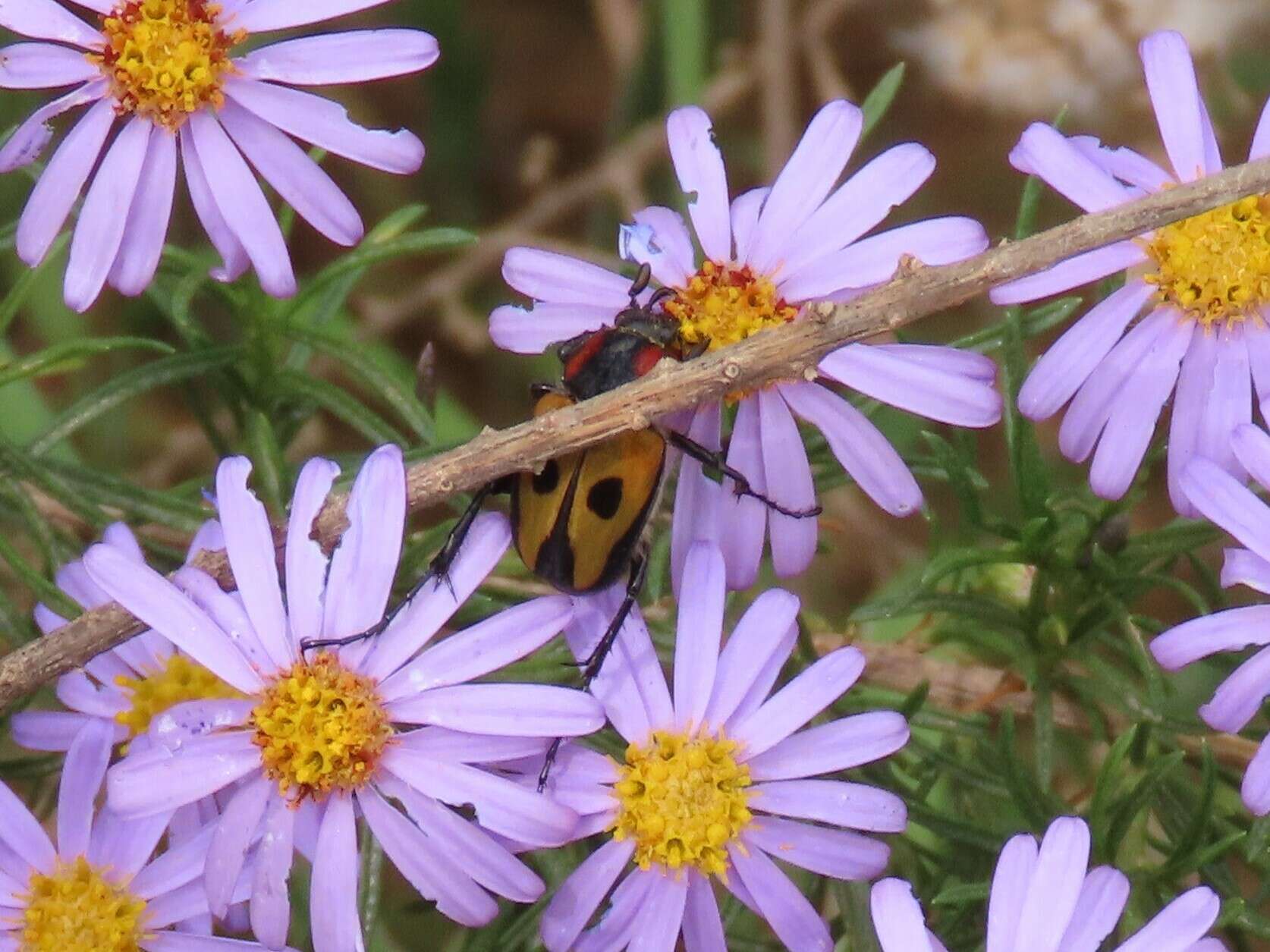 Imagem de Campulipus limbatus (Olivier 1789)