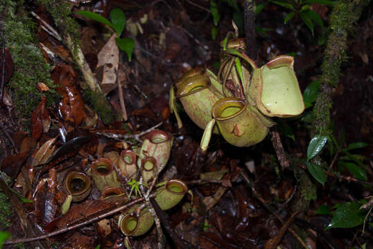 Image of Flask-Shaped Pitcher-Plant