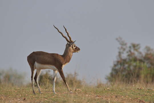 Image de Antilope Pallas 1766