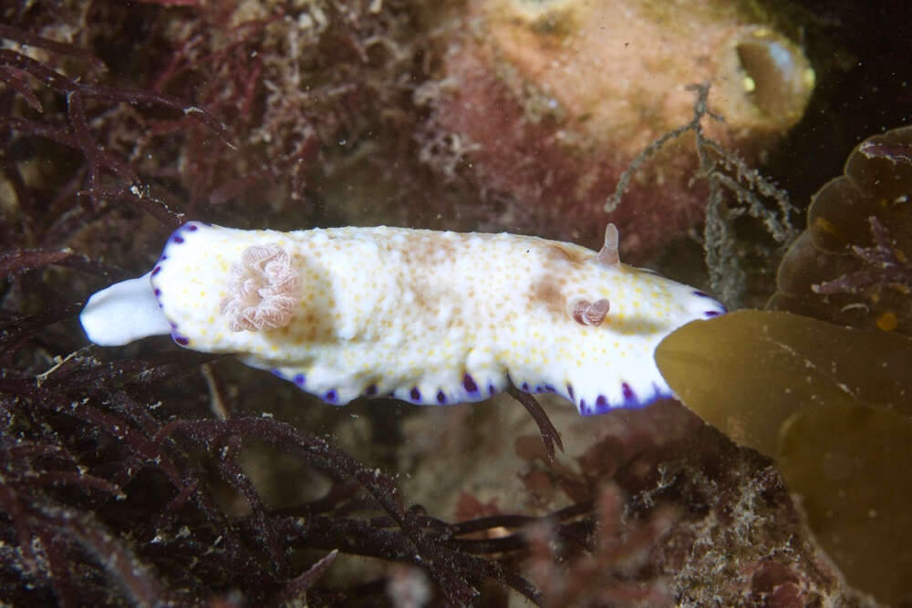 Image of Pale gold and purple slug