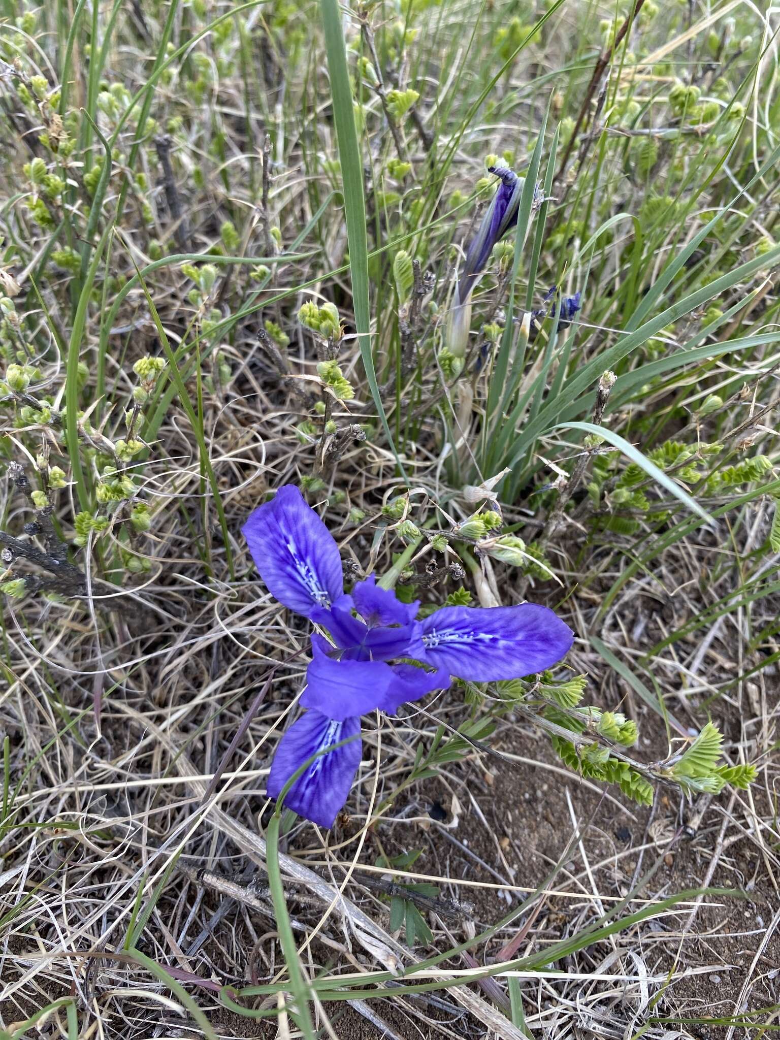 Image of Iris ivanovae Doronkin