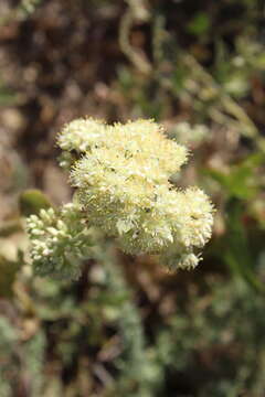 Hylotelephium telephium subsp. ruprechtii (Jalas) H. Ohba resmi