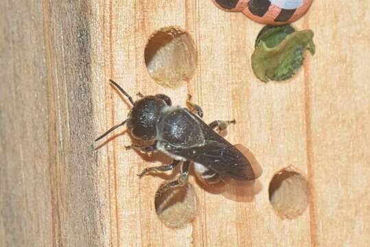 Imagem de Megachile chrysorrhoea Gerstäcker 1858