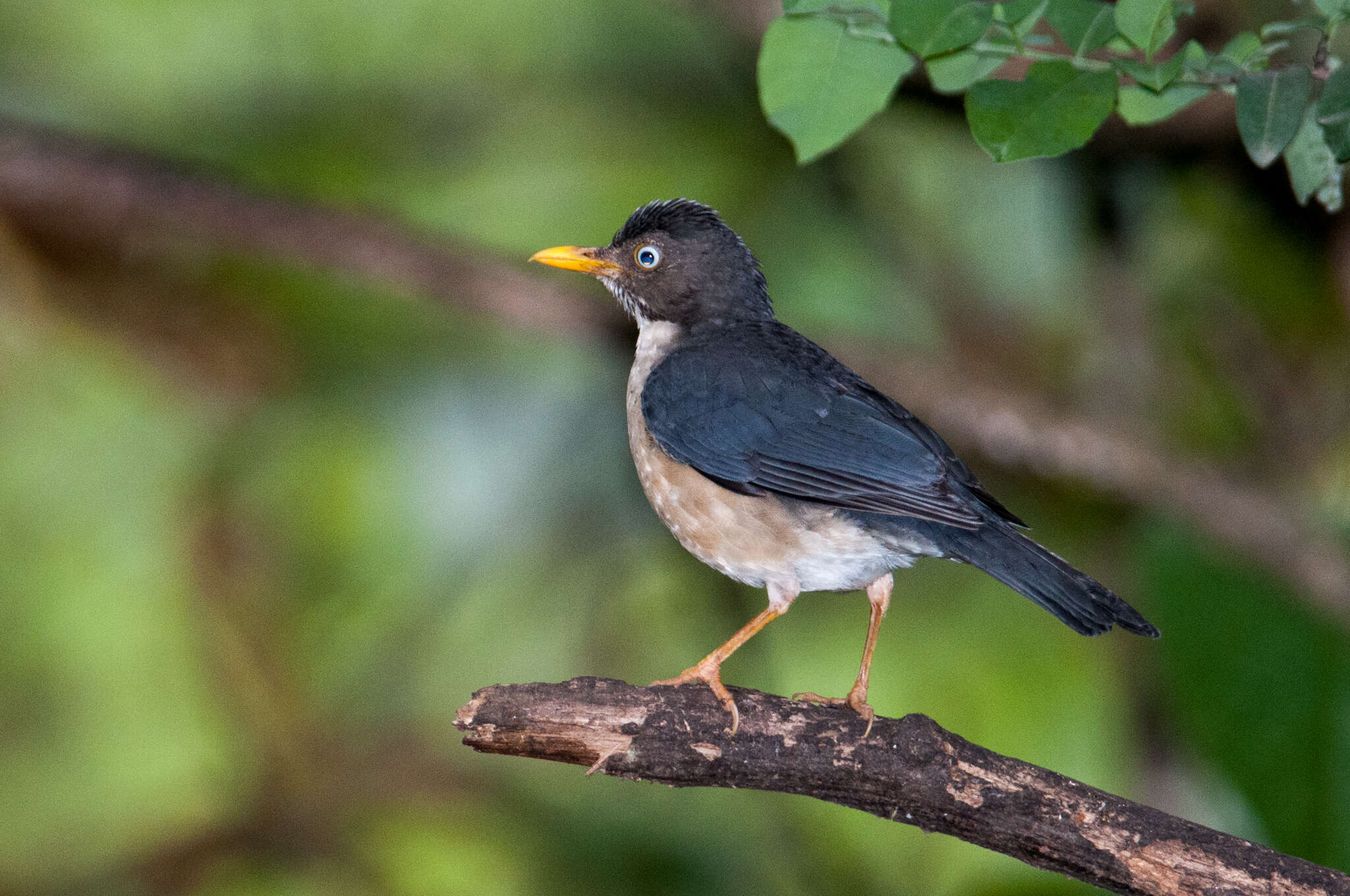 Image of Plumbeous-backed Thrush