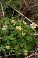 Image of American globeflower