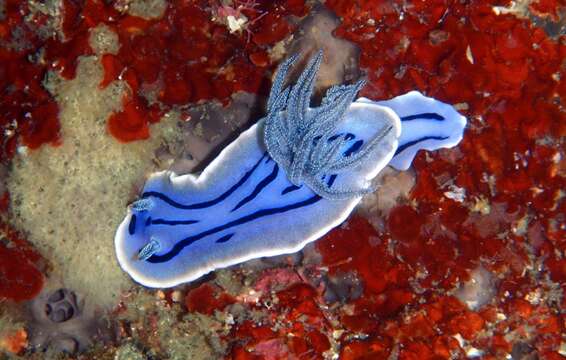 Image of Wallans grey and black slug