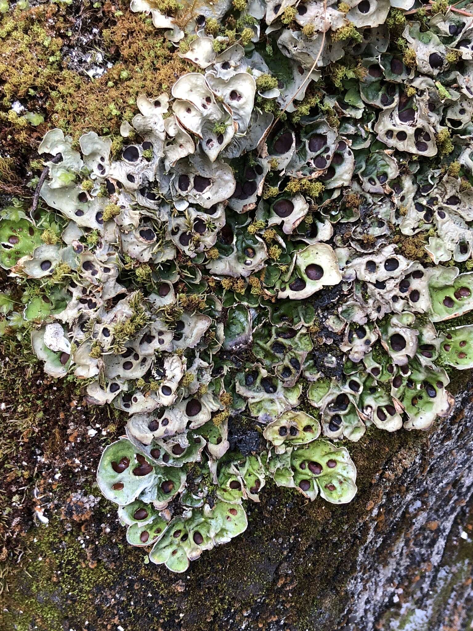 Image of chocolate chip lichen