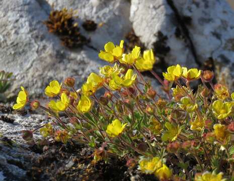 Image of Potentilla pusilla Host