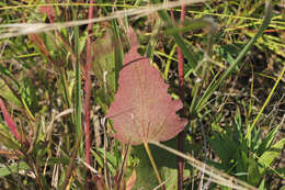 Callirhoe triangulata (Leavenw.) Gray resmi