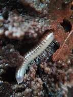 Image of Blunt-tailed Snake Millipede