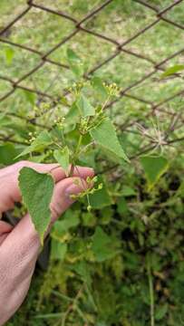 Plancia ëd Spananthe paniculata Jacq.