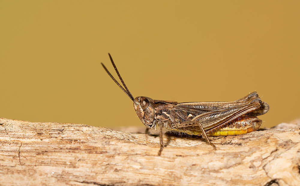 Plancia ëd Chorthippus (Glyptobothrus) mollis (Charpentier 1825)